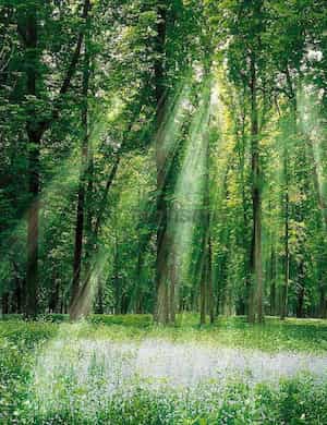 В лесу над росистой поляной - слушать стихотворение Самуила Маршака